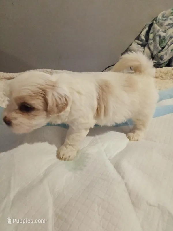 Snowball – Poodle - Toy  puppy for sale in Augusta, GA