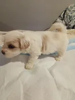 Snowball, a male Poodle - Toy  for sale in Augusta, GA – Photo 2 of 10