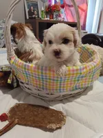 Snowball, a male Poodle - Toy  for sale in Augusta, GA – Photo 9 of 10