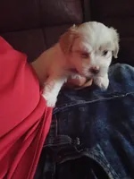 Snowball, a male Poodle - Toy  for sale in Augusta, GA – Photo 5 of 10