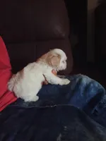 Snowball, a male Poodle - Toy  for sale in Augusta, GA – Photo 3 of 10