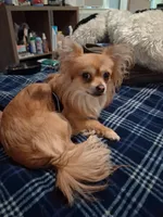 Bobo, a male Chihuahua for sale in Augusta, GA – 4 of 4