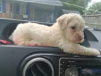 Snowbunny, a female Labradoodle and Poodle - Miniature  for sale in Augusta, GA – 6 of 7