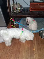 Maltese buddy , a male Maltese for sale in Augusta, GA – 1 of 2