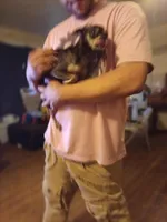 STinky, a male Chihuahua for sale in Augusta, GA – Photo 2 of 3