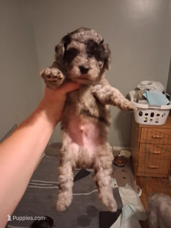 Puppy on the way Merle doodles moyan – Labradoodle puppy for sale in Augusta, GA