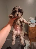 Puppy here Merle doodles moyan special addition ❤️ , a male Labradoodle for sale in Augusta, GA – 1 of 4