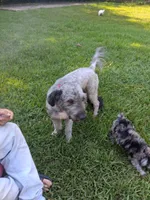 Chance , a male Labradoodle and Poodle - Miniature  for sale in Augusta, GA – 2 of 5