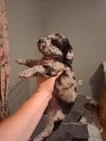 Maxx, a male Labradoodle for sale in Augusta, GA – 3 of 5