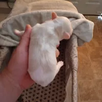 Patch, a male Shih Tzu and Poodle - Toy  for sale in Augusta, GA – Photo 5 of 10