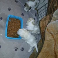 Patch, a male Shih Tzu and Poodle - Toy  for sale in Augusta, GA – Photo 10 of 10