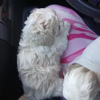 Patch, a male Shih Tzu and Poodle - Toy  for sale in Augusta, GA – Photo 8 of 10