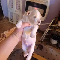 Patch, a male Shih Tzu and Poodle - Toy  for sale in Augusta, GA – Photo 7 of 10