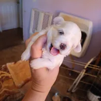 Patch, a male Shih Tzu and Poodle - Toy  for sale in Augusta, GA – Photo 4 of 10