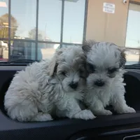 Patch, a male Shih Tzu and Poodle - Toy  for sale in Augusta, GA – Photo 2 of 10