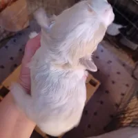 Patch, a male Shih Tzu and Poodle - Toy  for sale in Augusta, GA – Photo 3 of 10