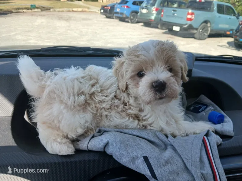 Patch – Shih Tzu, Poodle - Toy  puppy on hold in Augusta, GA