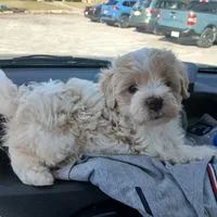 Patch, a male Shih Tzu and Poodle - Toy  for sale in Augusta, GA – Photo 1 of 10