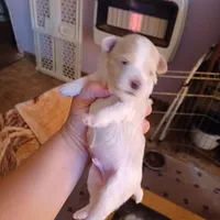 Patch, a male Shih Tzu and Poodle - Toy  for sale in Augusta, GA – Photo 6 of 10