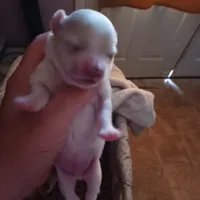 Patch, a male Shih Tzu and Poodle - Toy  for sale in Augusta, GA – Photo 9 of 10