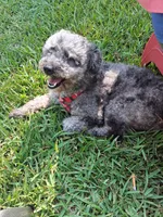 Chance , a male Labradoodle and Poodle - Miniature  for sale in Augusta, GA – 4 of 5