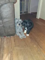 Boots, a male Labradoodle for sale in Augusta, GA – 6 of 6