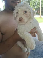 Lambchop in fm form. Rare, a female Labradoodle for sale in Augusta, GA – 2 of 10