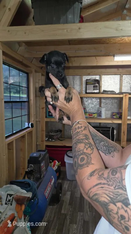 Moomoo – Chihuahua puppy for sale in Augusta, GA