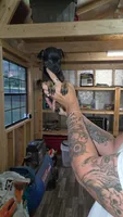 Moomoo, a female Chihuahua for sale in Augusta, GA – 1 of 1