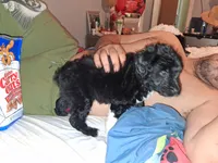 Boots, a male Labradoodle for sale in Augusta, GA – 7 of 7