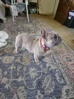 Minnie , a female French Bulldog for sale in Augusta, GA – 1 of 2