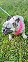 Minnie , a female French Bulldog for sale in Augusta, GA – 2 of 2
