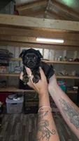Neno, a male Chihuahua for sale in Augusta, GA – 2 of 2