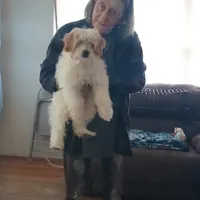 Tobie my luv, a male Maltese and Shih Tzu for sale in Augusta, GA – Photo 2 of 2