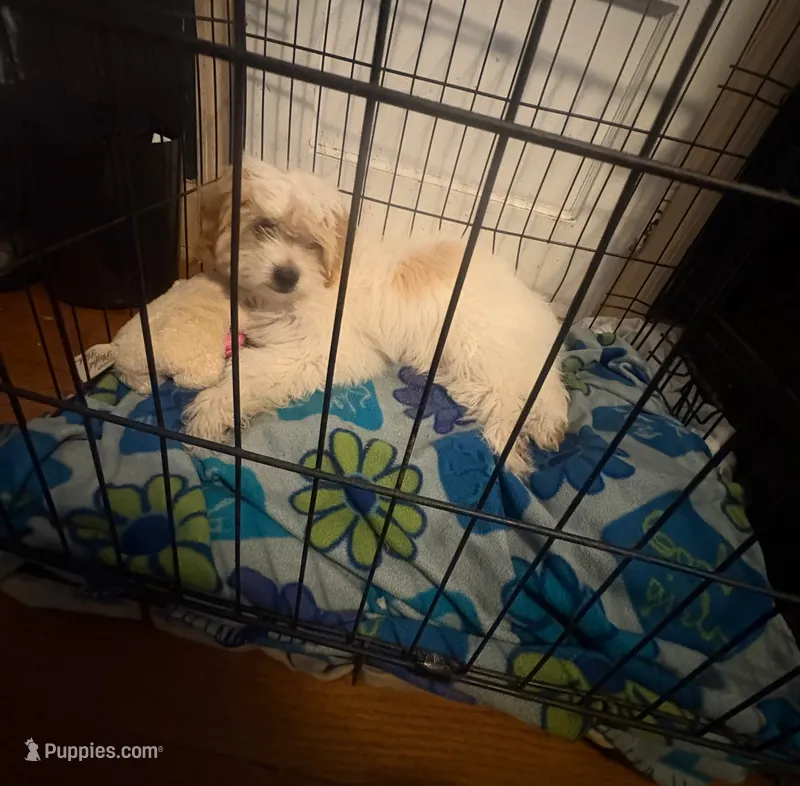 Tobie my luv – Maltese, Shih Tzu puppy for sale in Augusta, GA