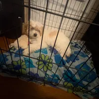 Tobie my luv, a male Maltese and Shih Tzu for sale in Augusta, GA – Photo 1 of 2