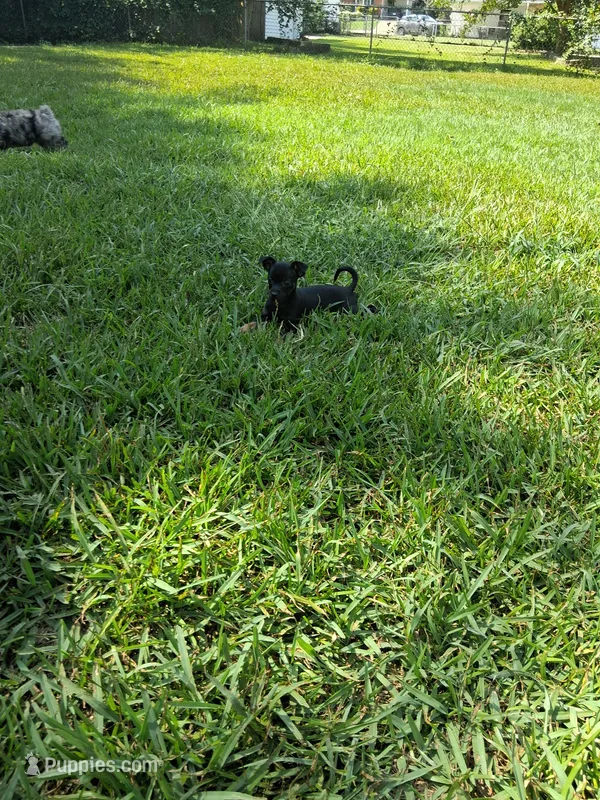 Moomoo – Chihuahua puppy for sale in Augusta, GA