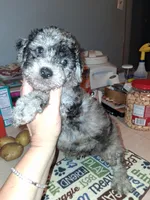 Puppy here Merle doodles moyan special addition ❤️ , a male Labradoodle for sale in Augusta, GA – 5 of 6