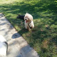 Teddy, a male Maltese and Poodle - Toy  for sale in Augusta, GA – Photo 3 of 3