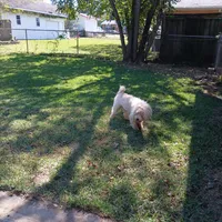 Teddy, a male Maltese and Poodle - Toy  for sale in Augusta, GA – Photo 1 of 3