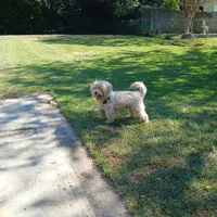 Teddy, a male Maltese and Poodle - Toy  for sale in Augusta, GA – Photo 2 of 3
