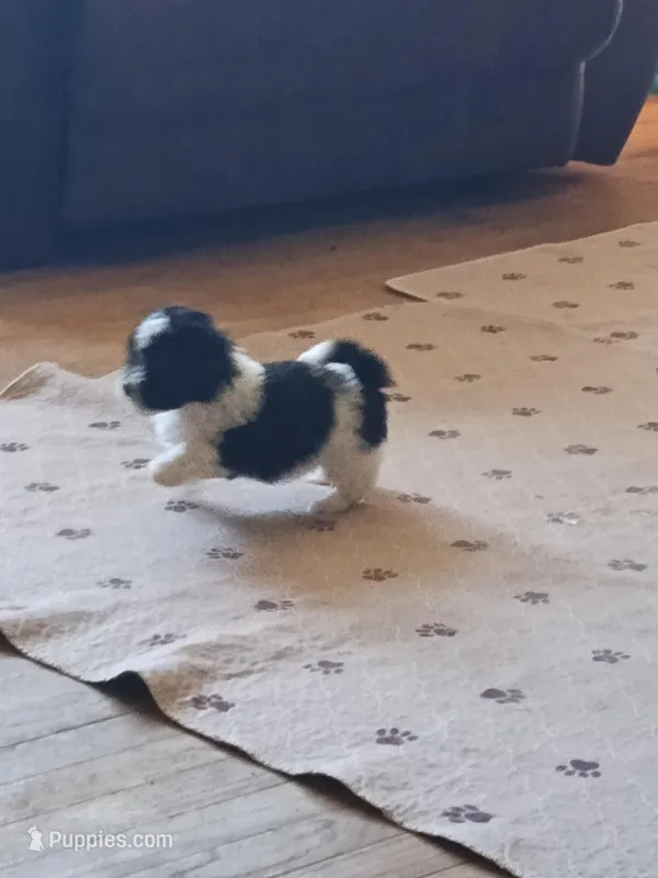 Bobo – Poodle - Toy  puppy for sale in Augusta, GA