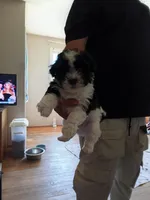 Bobo, a male Poodle - Toy  for sale in Augusta, GA – Photo 3 of 10