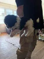 Bobo, a male Poodle - Toy  for sale in Augusta, GA – Photo 2 of 10