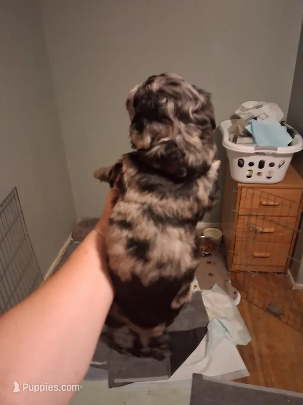 Maxx – Labradoodle puppy for sale in Augusta, GA