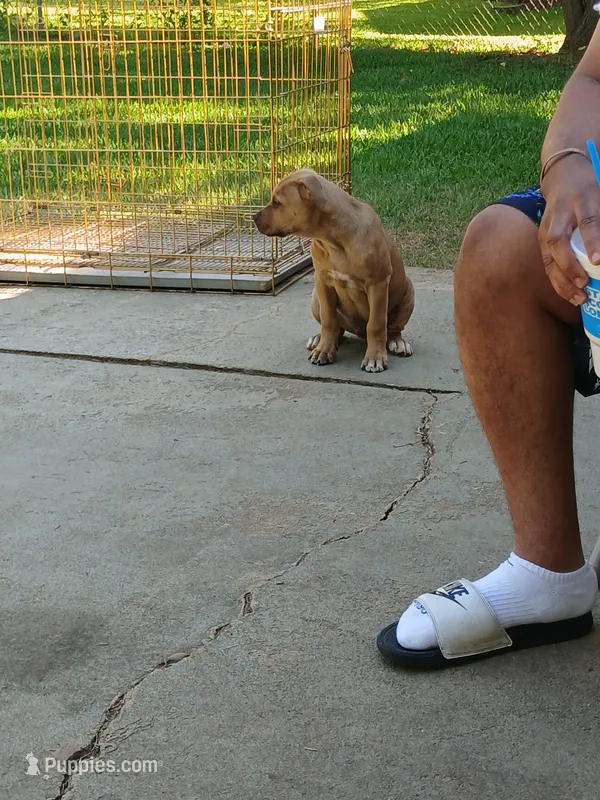 Mike Mike  – Cane Corso puppy for sale in Augusta, GA