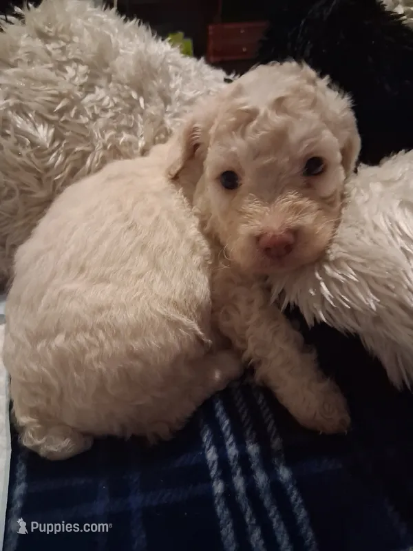 Lambchop in fm form. Rare – Labradoodle puppy for sale in Augusta, GA