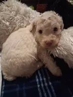 Lambchop in fm form. Rare, a female Labradoodle for sale in Augusta, GA – 1 of 10