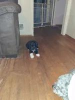 Boots, a male Labradoodle for sale in Augusta, GA – 4 of 6