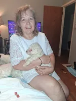 Lambchop in fm form. Rare, a female Labradoodle for sale in Augusta, GA – 7 of 10